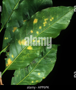 Pustules de rouille Hemileia vastatrix café sur la face inférieure d'une feuille de café Colombie Banque D'Images