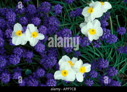 Raisins jacinthes et jonquilles fleurissent ensemble blanc au printemps, New York USA Banque D'Images