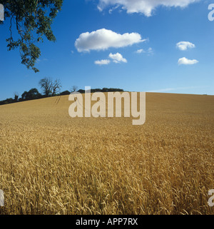 Récolte de blé mûr près de la récolte sur une belle journée d'été avec ciel bleu nuages Banque D'Images