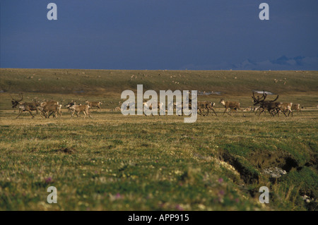 Troupeau de caribous de la rivière Porcupine migre à travers la plaine côtière de la toundra de l'Arctic National Wildlife Refuge en Alaska Banque D'Images