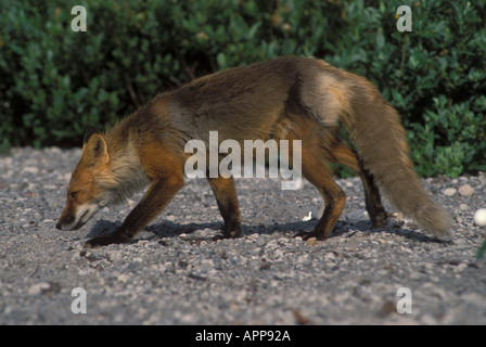 Le renard roux Vulpes vulpes flâner sur le gravier de l'île de Saint Augustine en Alaska Banque D'Images