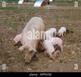 Large White X duroc X Landrace sow avec des porcelets dans une unité d'élevage Devon Banque D'Images