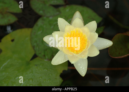 Nymphaea nénuphar en étang de jardin dsc 8483 Banque D'Images