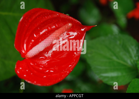 États-unis HAWAII Anthurium Banque D'Images