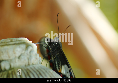 Chef d'un Papilio machaon Verger aegeus dsc 8987 Queensland Australie Banque D'Images