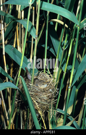 Rousserolle Effarvatte Acrocephalus scirpaceus Nom scientifique : à son nid dans phtagmites roseaux. Banque D'Images