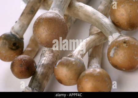 Les champignons magiques de l'Inde Banque D'Images