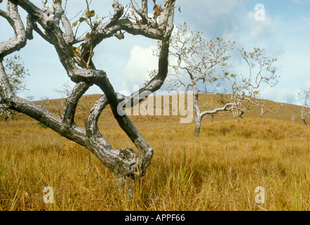 Avec la savane d'arbres noueux durant la saison sèche dans les hautes terres de la Guyane Venezuela Banque D'Images