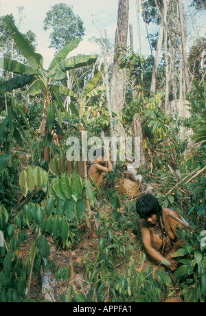 Agriculture sur brûlis par Hoti (aussi appelé Hotï ou Jodi) groupe ethnique du Venezuela : récolte de pommes de terre sueurs par une femme et sa fille. Une banane peut être vue en haut à gauche. Les Hoti sont semi-nomades. Ils habitent les forêts tropicales dans les contreforts de la Sierra de Maigualida au Venezuela. Banque D'Images