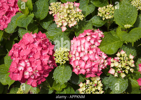 Fleurs d'Hydrangea hortensis après la pluie Banque D'Images