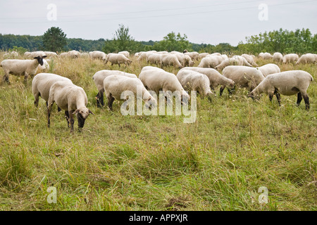 Mouton à tête noire allemande, de viande et de laine de mouton variété / type Banque D'Images