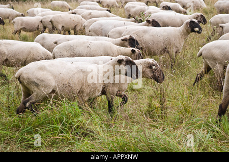 Mouton à tête noire allemande, de viande et de laine de mouton variété / type Banque D'Images