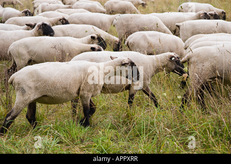 Mouton à tête noire allemande, de viande et de laine de mouton variété / type Banque D'Images
