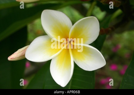 Fleur de frangipanier fermé avec bud Banque D'Images