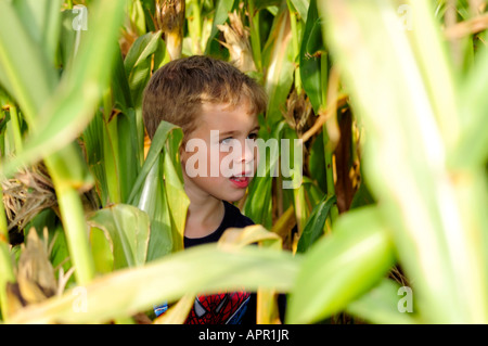 Jeune garçon à la recherche d'appréhension dans un épais stand de tiges de maïs dans un labyrinthe au Kentucky USA Banque D'Images