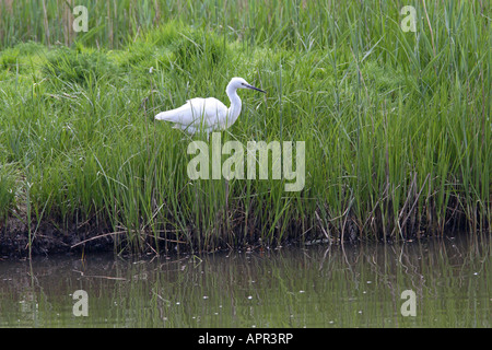 Aigrette garzette Egretta garzetta MARCHER LE LONG DE LA BANQUE D'HERBE Banque D'Images