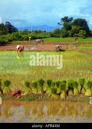 Les personnes qui travaillent dans les rizières du Laos Champassak en champ JPH0044 Banque D'Images