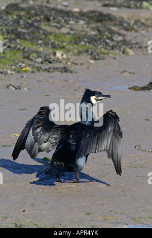 Cormoran Phalacrocorax carbo HOLDING OUT WINGS POUR SÉCHER Banque D'Images