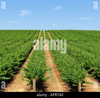 Rangées de vignes atteindre à l'horizon Banque D'Images