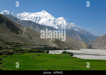 Nord Nilgiri (7061m). Près de Kagbeni village. Circuit de l'Annapurna trek. Mustang. Le Népal Banque D'Images