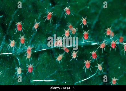 Acariens Red Spider, Tetranychus urticae. Gros plan de colonie sur feuille Banque D'Images