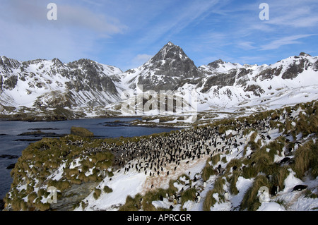 Penguin Macaroni Eudyptes chrysolophus Cooper Bay Géorgie du Sud vue de colonie sur cliffs Banque D'Images