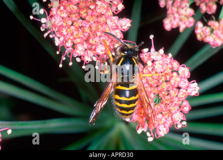 La Guêpe commune Vespula Vulgaris. On flower Banque D'Images