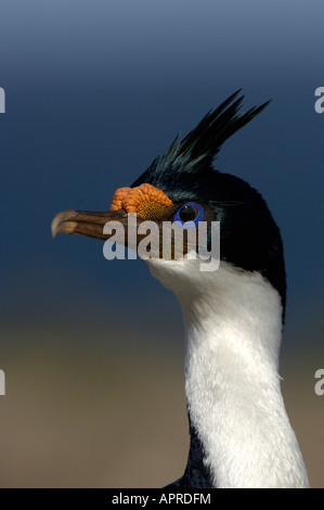 Très grand Cormoran Phalacrocorax atriceps aussi connu que l'Imperial cormoran ou Blue Eyed Shag portrait des îles Falkland Banque D'Images