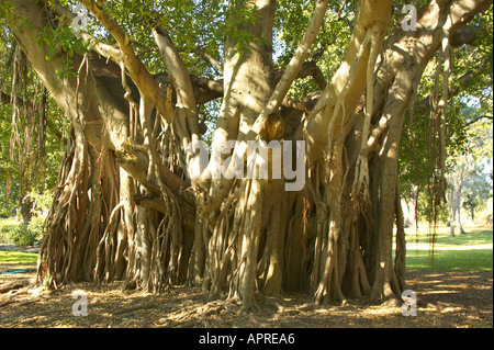 Figuier Banyan strangler fig City Botanic Gardens Brisbane Queensland Australie Banque D'Images