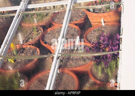 Plantes cultivées sous verre en hiver, Sussex, Angleterre, Royaume-Uni Banque D'Images