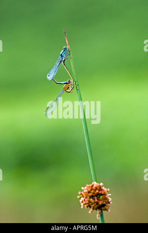 Demoiselle à queue bleue (Ischnura elegans) l'accouplement Banque D'Images