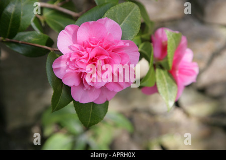 Camellia japonica double Banque D'Images