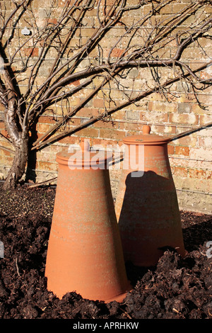 De grandes forçeuses de rhubarbe en terre cuite dans le jardin en hiver, soleil, Sussex, Angleterre, Royaume-Uni Banque D'Images