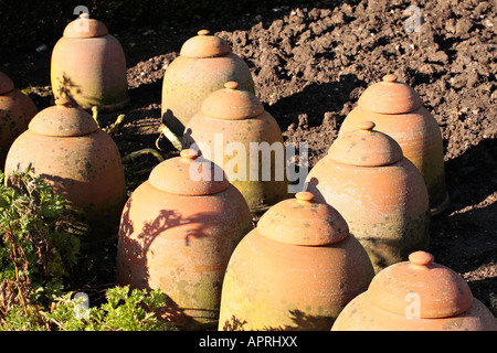 Collection de forçeurs de plantes en terre cuite dans le jardin en hiver soleil, Sussex, Angleterre, Royaume-Uni Banque D'Images