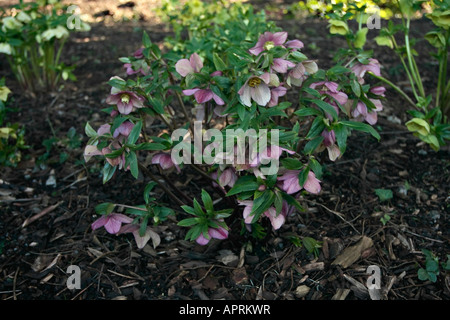 Helleborus orientalis hellébore (rose) fleurs en fleurs en février, dans le Sussex, England UK Banque D'Images