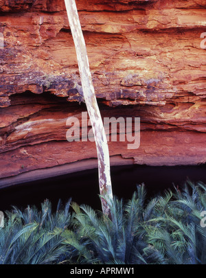 Détail du jardin d'Eden à Watarrka National Park Kings Canyon Australie Territoire du Nord Banque D'Images