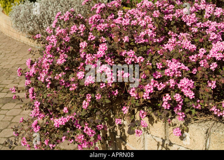 Lantana Montevidensis également connu sous le nom de lantana traînant, lantana pleuvant, ou verveine arbuste traînant Banque D'Images