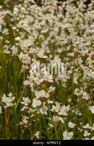 Libertia formosa du Chili également connu sous le nom de fleur de satin de Nouvelle-Zélande, sirène neigeuse ou iris chilien Banque D'Images