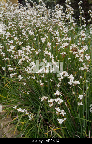 Libertia formosa du Chili également connu sous le nom de fleur de satin de Nouvelle-Zélande, sirène neigeuse ou iris chilien Banque D'Images