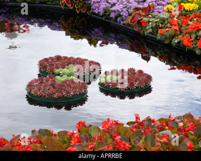 Tatton Flower Show avec houseleeks plantation Conseil dans des conteneurs flottants