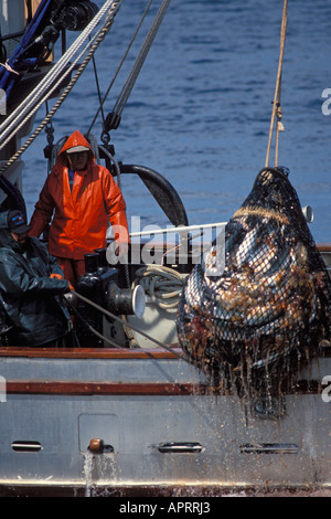 L'équipe des navires de pêche commerciale transporte un filet plein de rose saumon Oncorhynchus gorbuscha dans le Sud-Est de l'Alaska senneur Banque D'Images