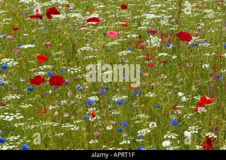 Rond-point planté de fleurs sauvages et des mauvaises herbes arables prairie sauvage mélange de semences pour attirer la faune Corncockle marigold pavot Banque D'Images