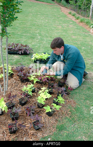 Jeune homme plantant les fleurs réelles dans sa cour, et l'ajout de paille de pin comme couvre-sol pour retenir l'eau et retenir les mauvaises herbes Atlanta (Géorgie, États-Unis d'Amérique Banque D'Images