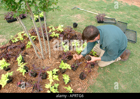 Jeune homme plantant les fleurs réelles dans sa cour, et l'ajout de paille de pin comme couvre-sol pour retenir l'eau et retenir les mauvaises herbes Atlanta (Géorgie, États-Unis d'Amérique Banque D'Images