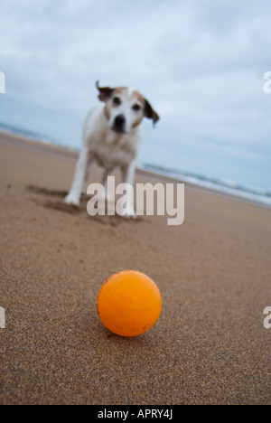 Chien avec balle sur la plage Banque D'Images