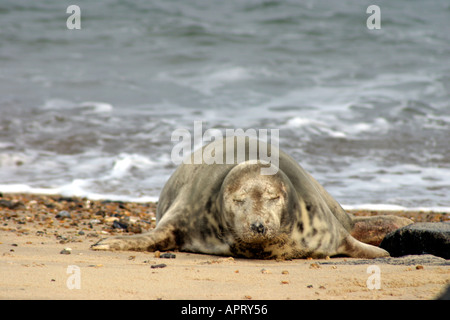 Phoque gris Halichoerus grypus endormi Banque D'Images