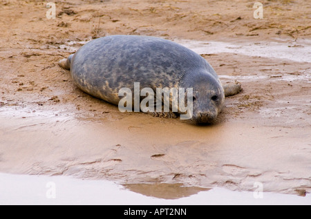 Bébé phoque gris au Donna Nook seal sanctuary sur la côte nord du Lincolnshire England UK Banque D'Images