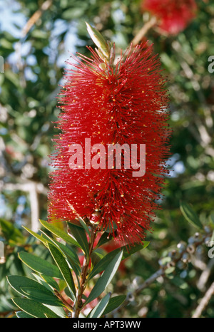 Callistemon Fireworks d'étamines rouge rare Banque D'Images