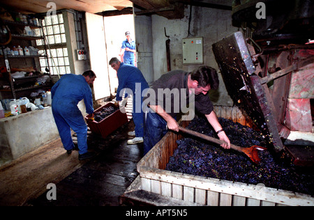 France Vin Champagne Vintage Récolte Agriculture viticulteur raisin pressoir appuyant sur Banque D'Images