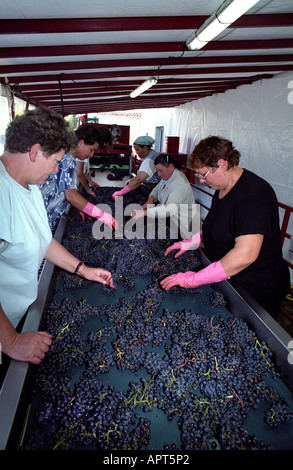 La France récolte du vin Vintage Raisin Vigne Agriculture Loire Cave Cave Cave à la production de raisins Banque D'Images